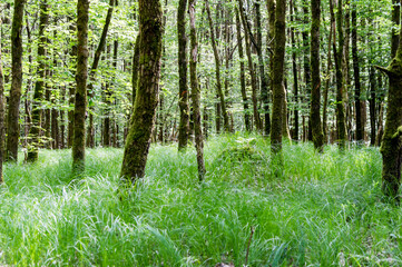 Fototapeta premium high grass in the middle of a forest