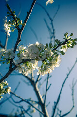 branch of a blossoming tree