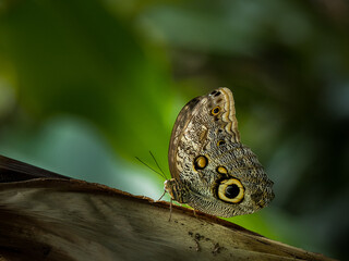 papillon fleurs tropical