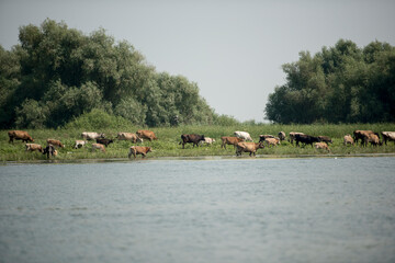 Cows through water on a channel in Danube Delta,  Romania,  in a summer sunny day