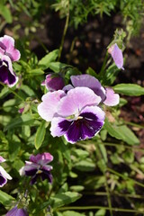 Obraz premium flower, nature, plant, flowers, purple, pink