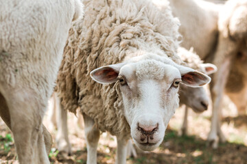 Sheep on the farm. Portrait of cute sheep in herd looking at camera