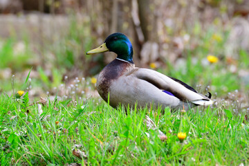 Stockente im Herbst auf einer Wiese