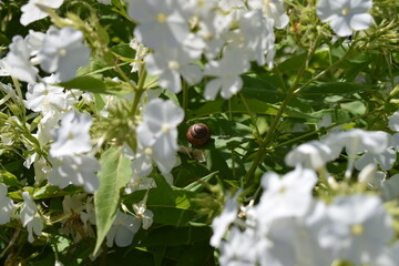 snail, spring, flower, nature, blossom