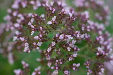Oregano plant. macro shot, close-up, field lilac fragrant flowers. Organic natural seasoning.