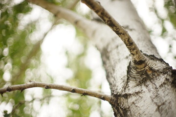 closeup birch tree trunk with branches in blurred natural background.