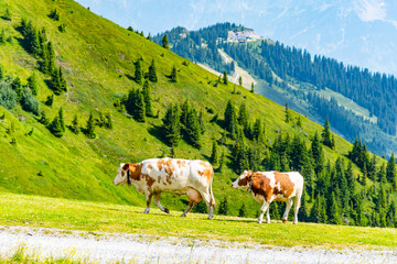 Fototapeta na wymiar Cows grazing on lush green alpine meadows. Austrian Alps, Austria