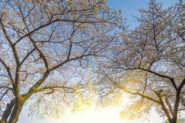 Cherry blossoms in full bloom in Wuhan East Lake Sakura Garden in warm spring