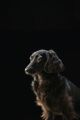 黒背景でのミニチュアダックスのポートレート