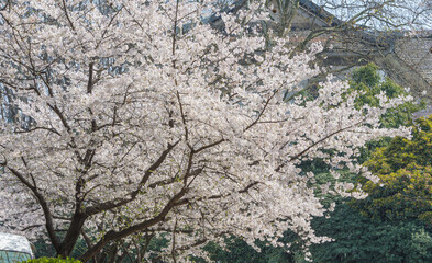 Cherry blossoms in full bloom in Wuhan East Lake Sakura Garden in warm spring