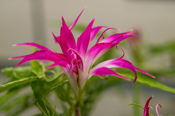 Fototapeta premium 変化朝顔 千葉県佐倉市 日本