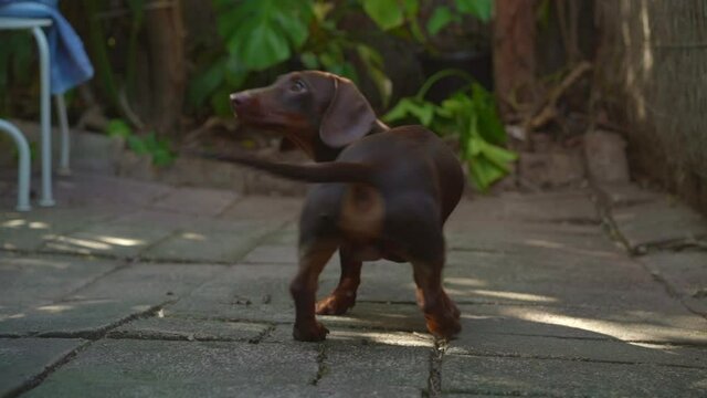Sausage dog (dachshund) learning to spin