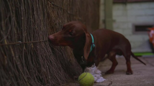 Sausage dog (dachshund) biting and pulling stick off a fence dolly