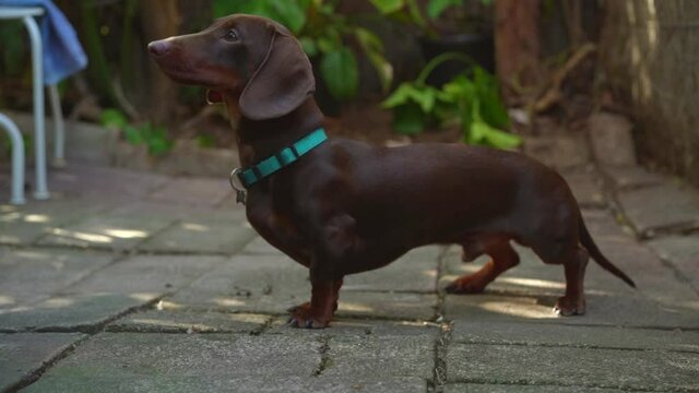 Sausage dog (dachshund) shaking hands and lying down