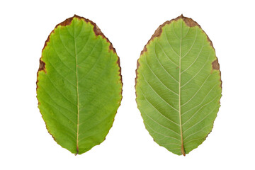 The withered leaves isolated on a white background.