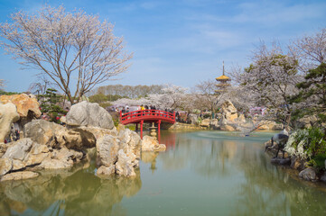 Fototapeta na wymiar Cherry blossoms in full bloom in Wuhan East Lake Sakura Garden in warm spring