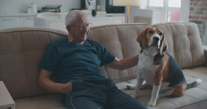 An elderly man with glasses is sitting on a sofa with his beagle dog. Communication of an elderly owner with a dog. The owner petting the dog and praising him for his good behavior.
