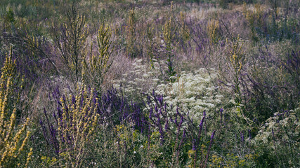 Field flowers. Nature background. Wild flowers.