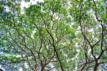 View of branches and leaves of trees taken from the ground.