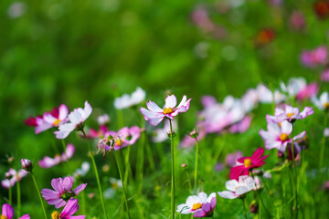 Mexican aster field or pink cosmos flowers in garden background