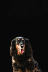 黒背景でのミニチュアダックスのポートレート