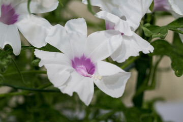 変化朝顔　千葉県佐倉市　日本