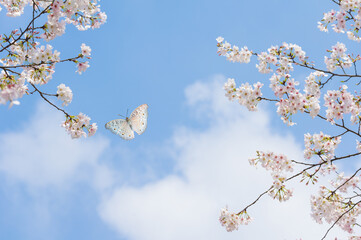 Cherry blossoms in full bloom in Wuhan East Lake Sakura Garden in warm spring