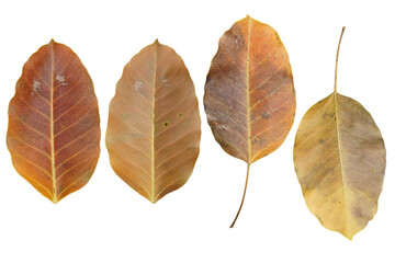 The withered leaves isolated on a white background.