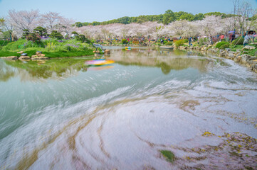 Cherry blossoms in full bloom in Wuhan East Lake Sakura Garden in warm spring
