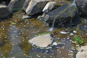 Cherry blossoms in full bloom in Wuhan East Lake Sakura Garden in warm spring