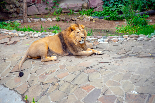 The lion is lying in a enclosure in the zoo.