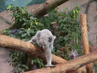 Koala