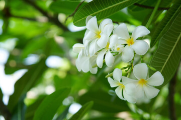White plumeria in tropical garden