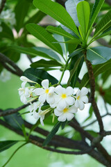 White plumeria in tropical garden