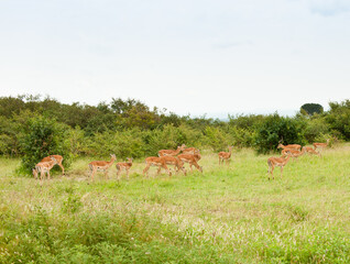 Antelopes in wild nature. Kenya. Africa