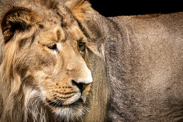 portrait of a male lion looking right