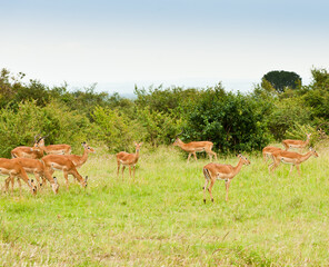 Naklejka na ściany i meble Antelopes in wild nature. Kenya. Africa