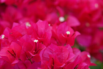 bougainvillea flowers in the garden