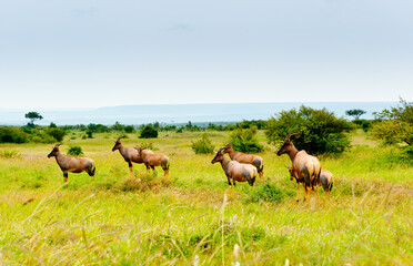 Antelopes in wild nature, Kenya, Africa