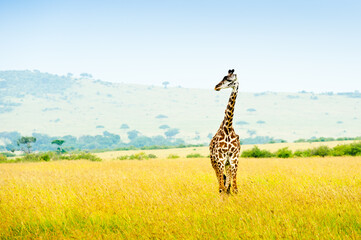 A giraffe, Africa, Kenya