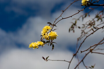 Rosa Banksiae Lutea ,Lady Banks' rose, Banks' rose, a species of thornless  flowering plant or shrubby vine in the rose family whose  leaves are evergreen,with double yellow  blooms in spring.