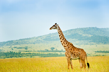 Obraz premium A giraffe, Kenya, Africa