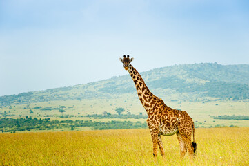 Giraffe in the african savanna, Kenya