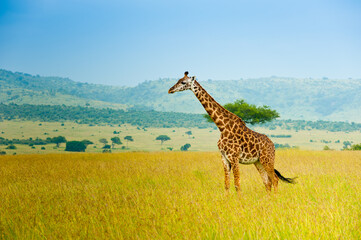 Obraz premium A giraffe in savannah, wild nature, Kenya, Africa