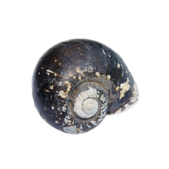 Snail shells isolated on a white background