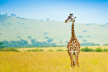 A giraffe in savannah, wild nature, Kenya, Africa