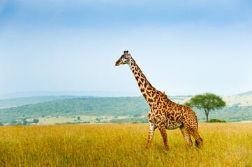 Obraz premium Giraffe, Kenya, Africa