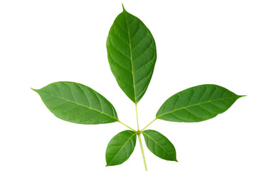 Fototapeta na wymiar Leaf isolate on white background.