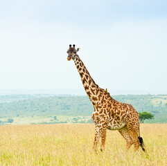 Giraffe in savannah. Wild nature. Kenya. Africa