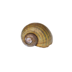 Snail shells isolated on a white background